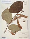 Herbarium sheet image thumbnail