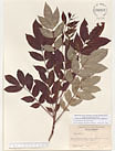 Herbarium sheet image thumbnail