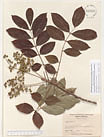 Herbarium sheet image thumbnail