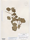 Herbarium sheet image thumbnail