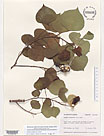 Herbarium sheet image thumbnail