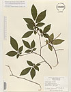 Herbarium sheet image thumbnail