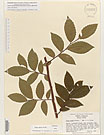 Herbarium sheet image thumbnail