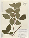 Herbarium sheet image thumbnail
