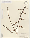 Herbarium sheet image thumbnail