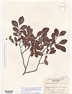 Herbarium sheet image thumbnail