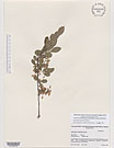 Herbarium sheet image thumbnail
