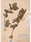 Herbarium sheet image thumbnail