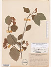 Herbarium sheet image thumbnail