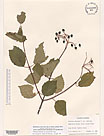 Herbarium sheet image thumbnail