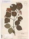Herbarium sheet image thumbnail