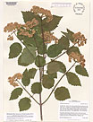 Herbarium sheet image thumbnail