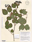Herbarium sheet image thumbnail