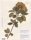 Herbarium sheet image thumbnail