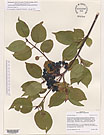 Herbarium sheet image thumbnail