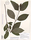 Herbarium sheet image thumbnail