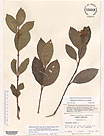 Herbarium sheet image thumbnail