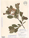Herbarium sheet image thumbnail