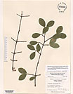 Herbarium sheet image thumbnail