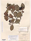 Herbarium sheet image thumbnail
