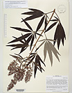 Herbarium sheet image thumbnail