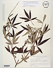 Herbarium sheet image thumbnail