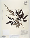Herbarium sheet image thumbnail