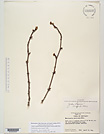 Herbarium sheet image thumbnail