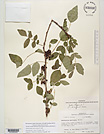 Herbarium sheet image thumbnail