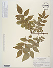 Herbarium sheet image thumbnail