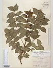 Herbarium sheet image thumbnail