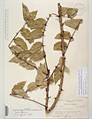 Herbarium sheet image thumbnail
