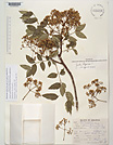 Herbarium sheet image thumbnail