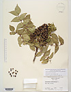 Herbarium sheet image thumbnail