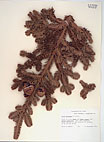 Herbarium sheet image thumbnail