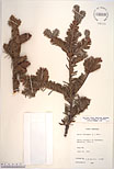 Herbarium sheet image thumbnail