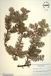 Herbarium sheet image thumbnail