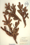 Herbarium sheet image thumbnail