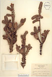 Herbarium sheet image thumbnail