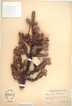 Herbarium sheet image thumbnail