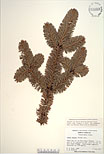Herbarium sheet image thumbnail