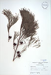 Herbarium sheet image thumbnail