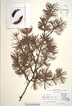 Herbarium sheet image thumbnail