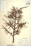 Herbarium sheet image thumbnail