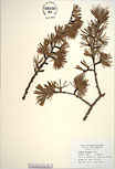 Herbarium sheet image thumbnail
