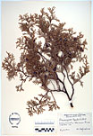 Herbarium sheet image thumbnail