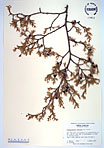 Herbarium sheet image thumbnail