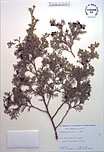 Herbarium sheet image thumbnail