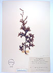 Herbarium sheet image thumbnail