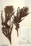 Herbarium sheet image thumbnail